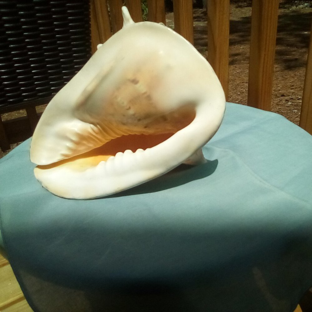 Yellow helmet conch